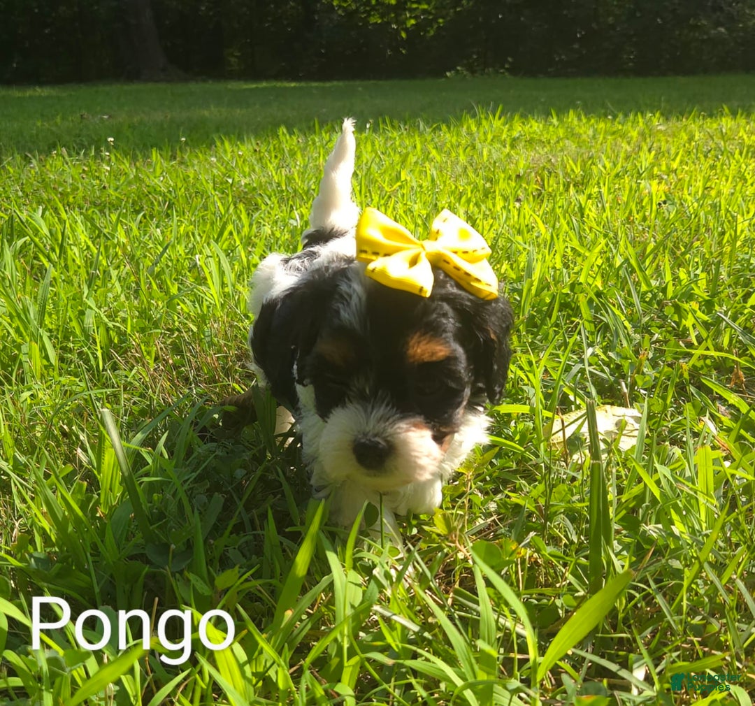 Cavapoo dogs for sale: Pongo - Image 3