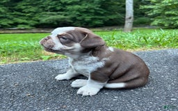 French Bulldog dogs for sale: Graunia - Image 2