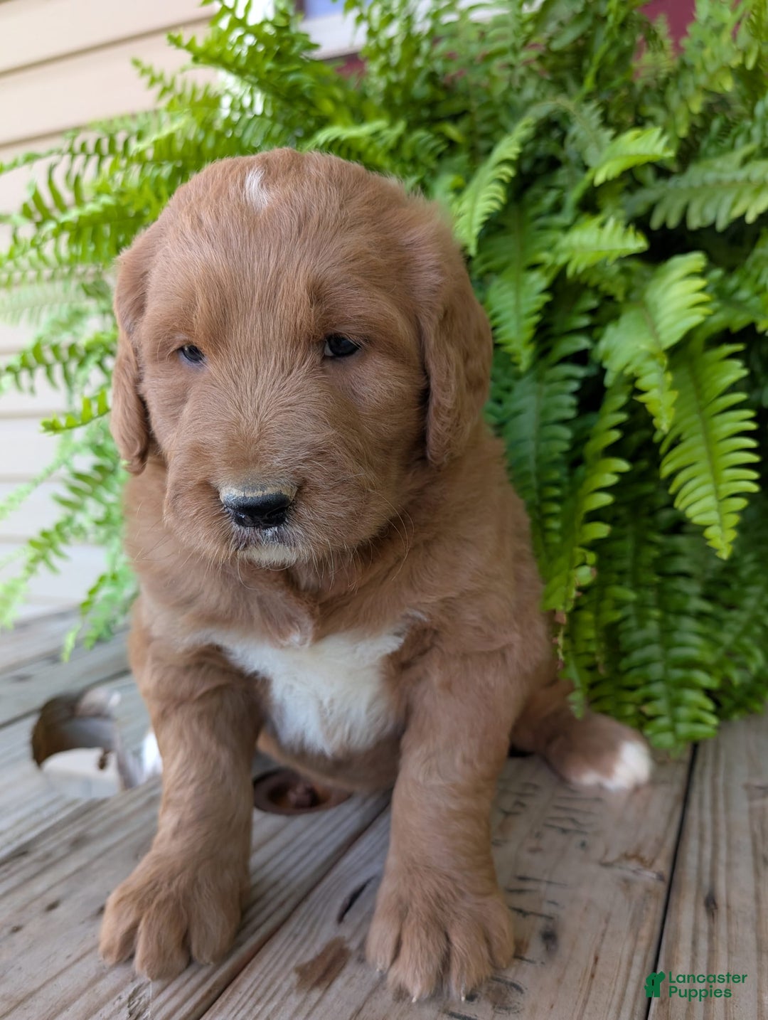Goldendoodle dogs for sale: Ben - Image 1