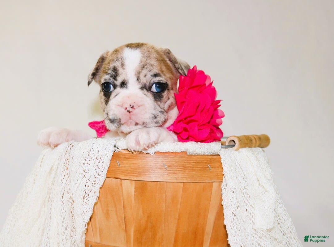 French Bulldog dogs for sale: Athena Akc - Image 5