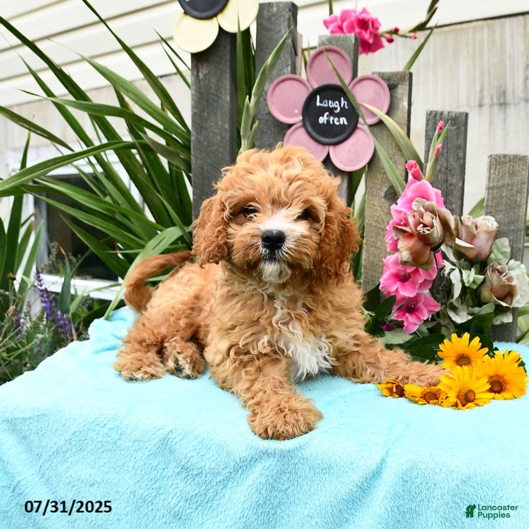 Cavapoo dogs for sale: Cuddles - Image 9