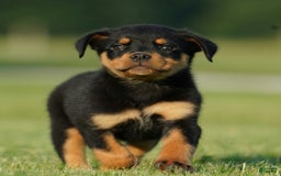 Rottweiler dogs for sale: Sally - Image 4