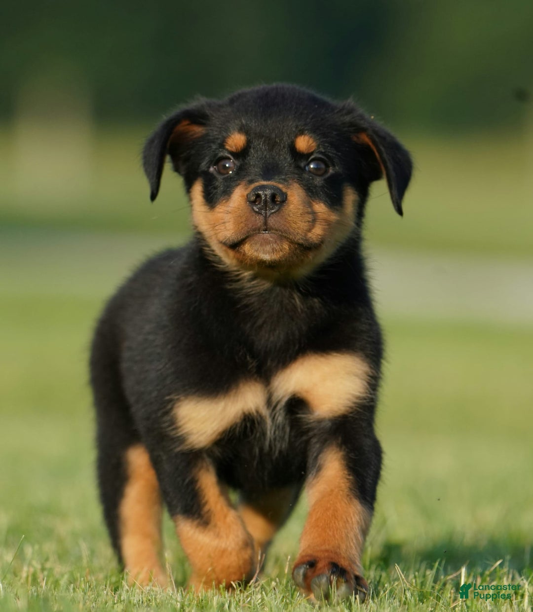 Rottweiler dogs for sale: Sally - Image 4