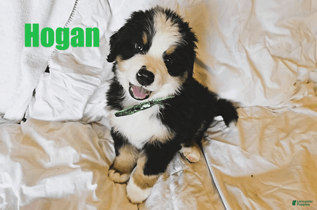 Bernese Mountain Dog dogs for sale: Hogan - Image 1