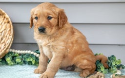 Golden Retriever dogs for sale: Nina - Image 1