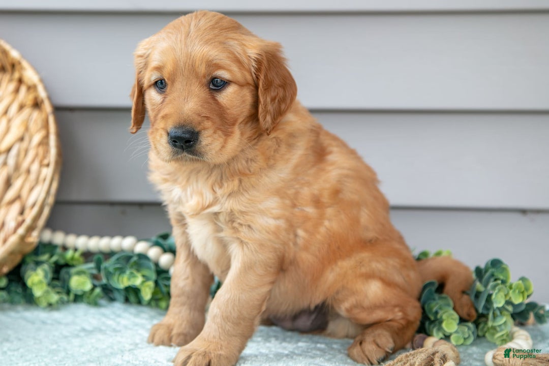 Golden Retriever dogs for sale: Nina - Image 1