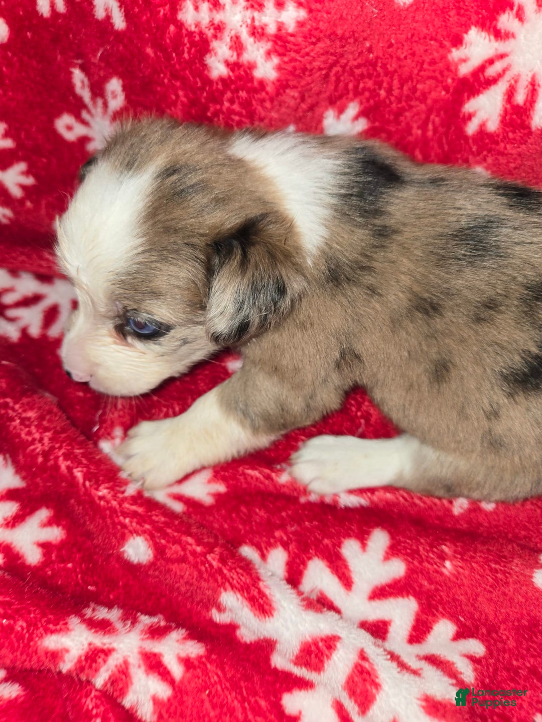 Chihuahua dogs for sale: Merle Girl 2 Blue eyes - Image 3