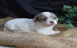 Cavapoo dogs for sale: Anneka - Image 5