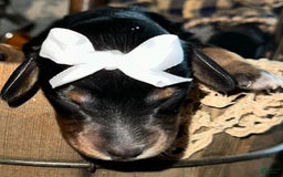 Dachshund dogs for sale: Lux - Image 1