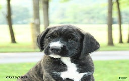Cane Corso dogs for sale: Moose - Image 2