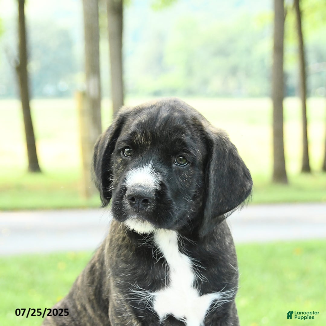 Cane Corso dogs for sale: Moose - Image 2