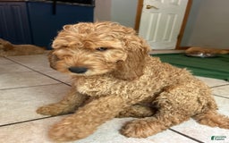 Goldendoodle dogs for sale: Hunter - Image 5