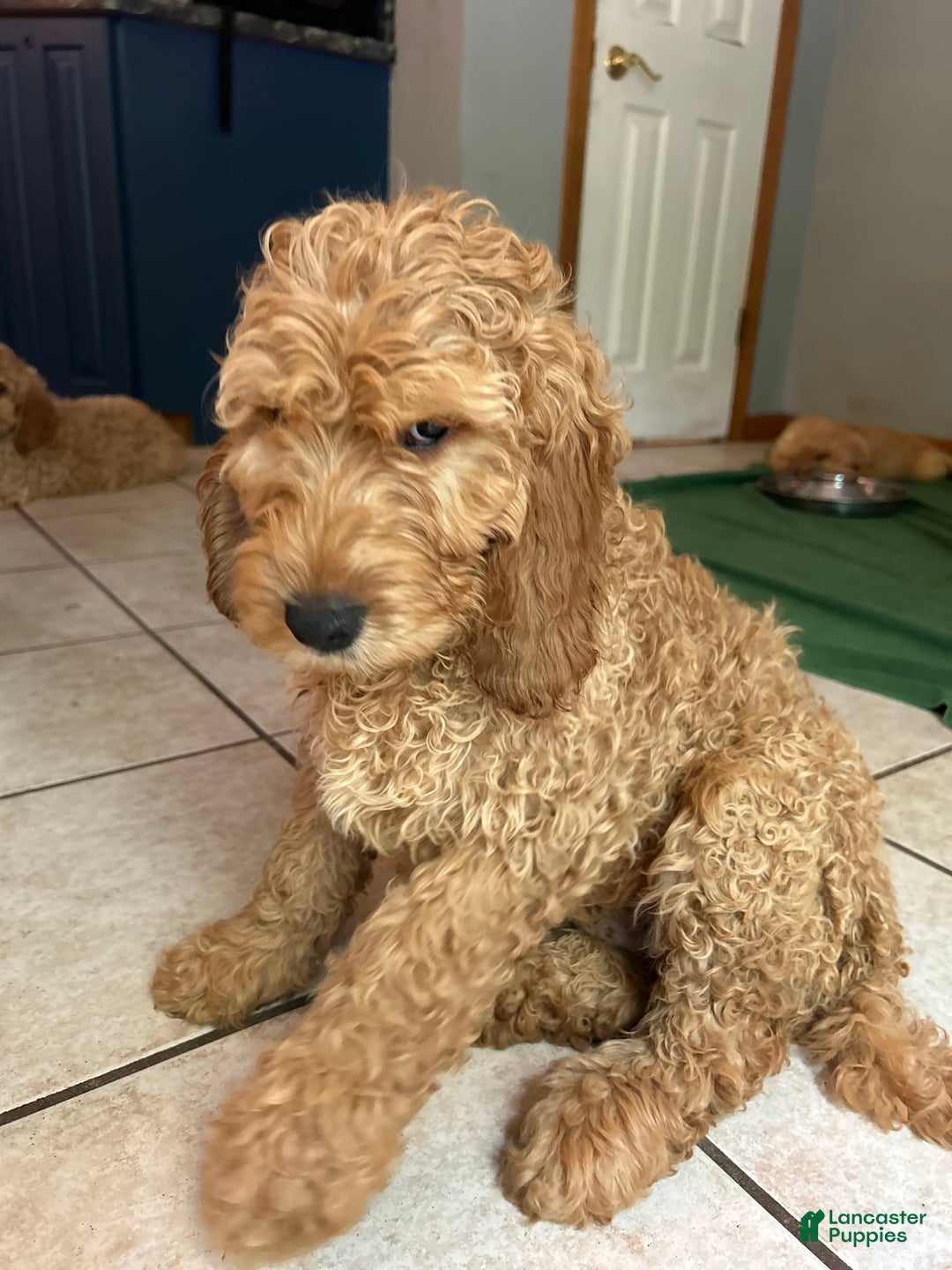 Goldendoodle dogs for sale: Hunter - Image 5