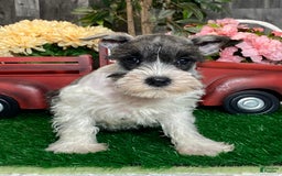 Miniature Schnauzer dogs for sale: Kira - Image 1