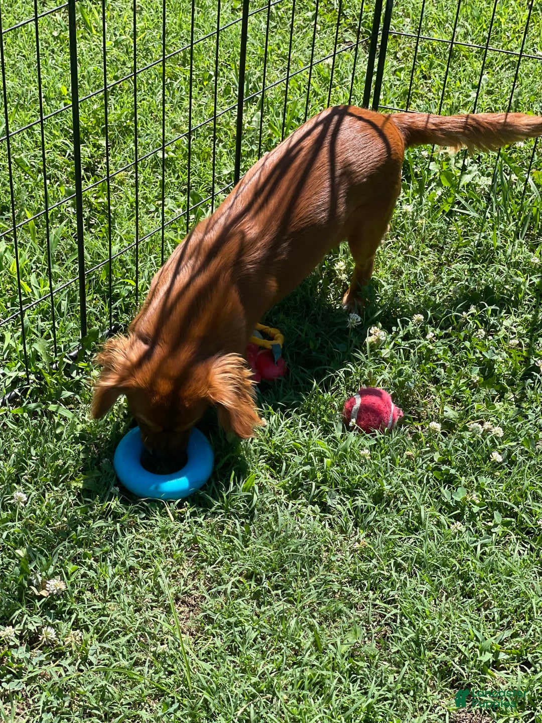 Cavalier King Charles Spaniel dogs for sale: Puppy 75 - Image 5