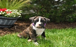 Boxer dogs for sale: Hank - Image 2