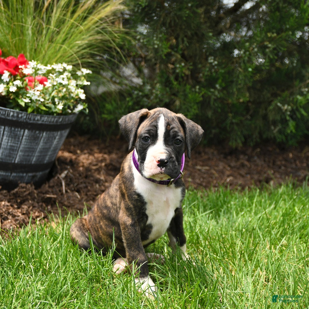 Boxer dogs for sale: Hank - Image 2