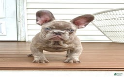 French Bulldog dogs for sale: Silver Dollar - Image 6