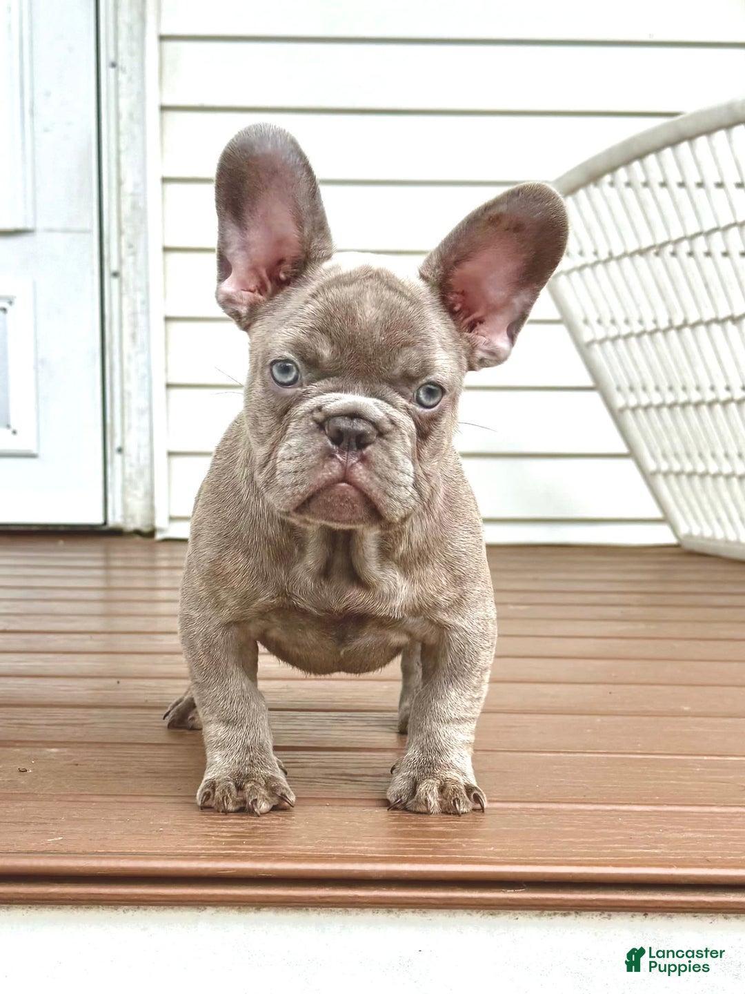 French Bulldog dogs for sale: Silver Dollar - Image 6
