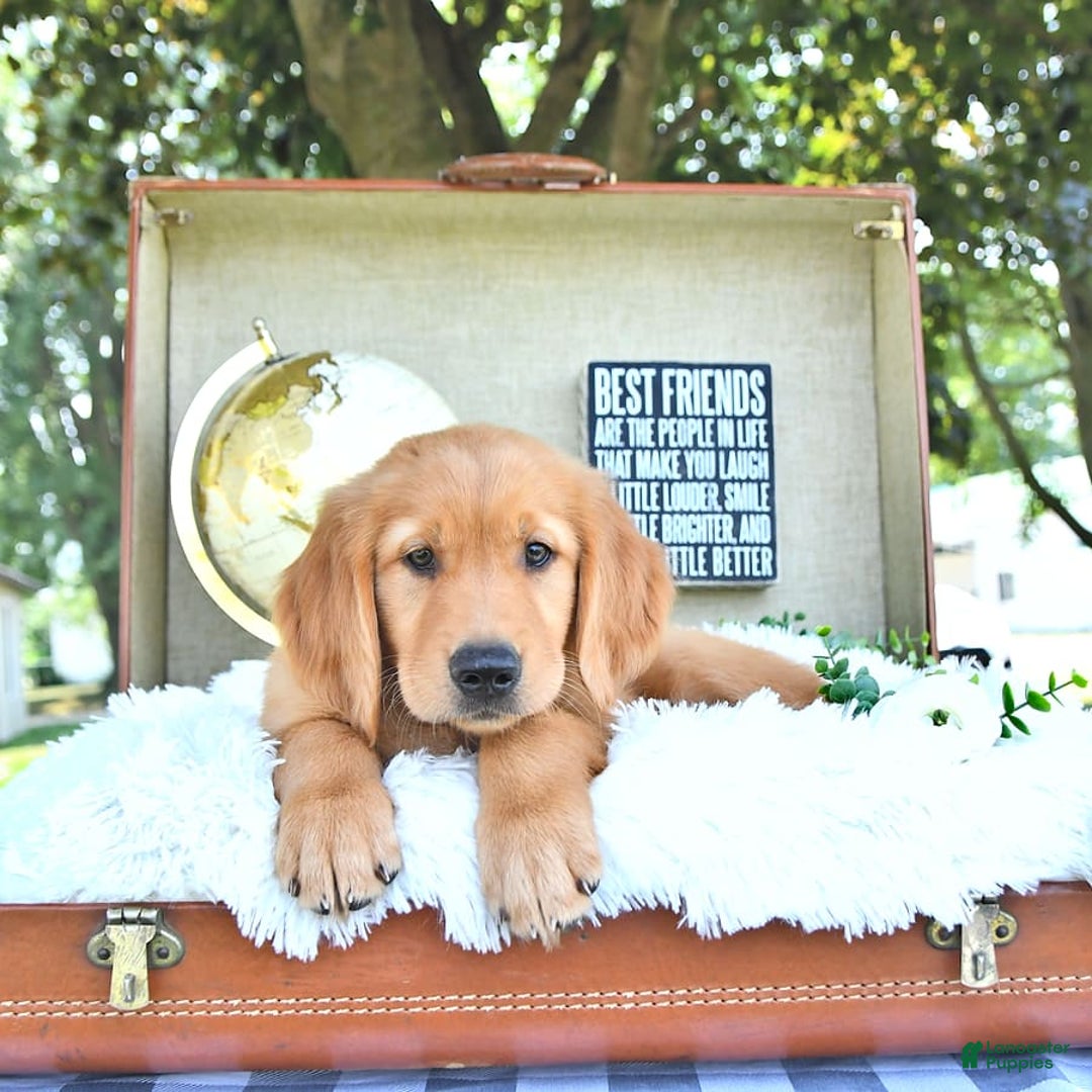 Golden Retriever dogs for sale: Abram - Image 16