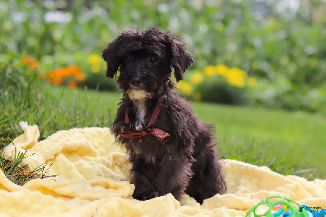 Yorkiepoo dogs for sale: Moses - Image 5