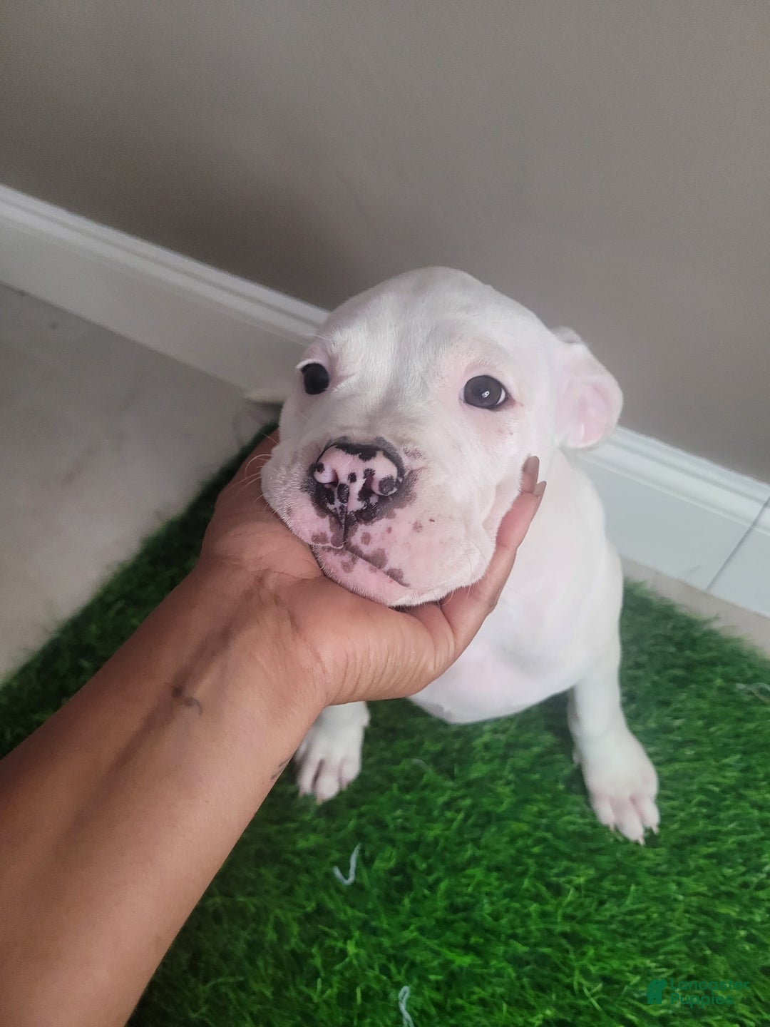 American Bully dogs for sale: Pearl - Image 11