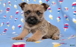 Cairn Terrier dogs for sale: Elmer - Image 1