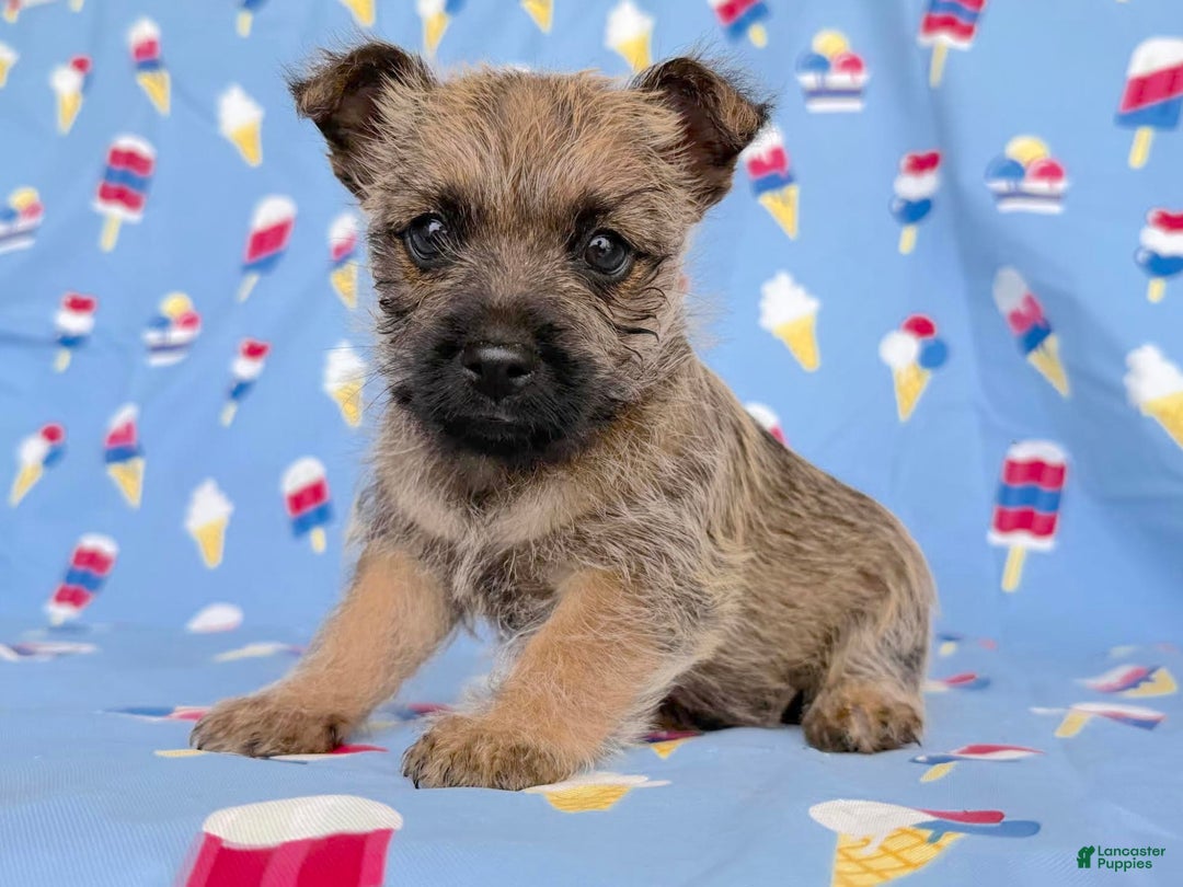 Cairn Terrier dogs for sale: Elmer - Image 1