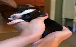 Miniature Australian Shepherd dogs for sale: Milly - Image 8