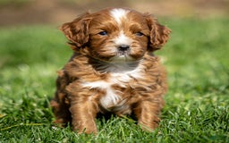 Cavapoo dogs for sale: Toby - Image 1