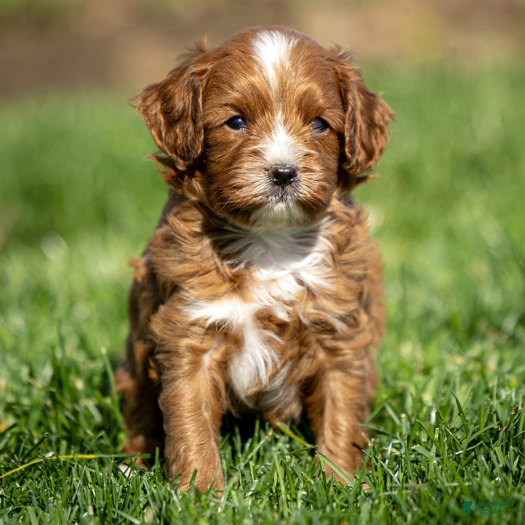 Cavapoo dogs for sale: Toby - Image 1