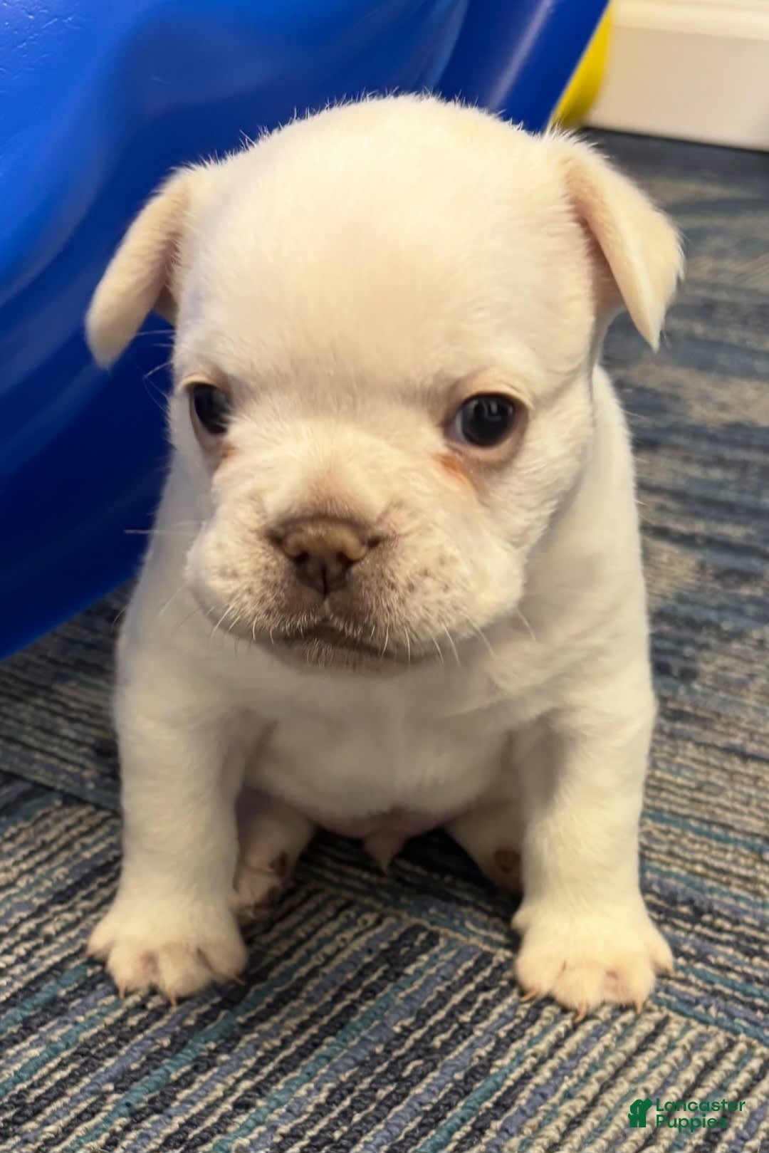 French Bulldog dogs for sale: Bear - Image 1
