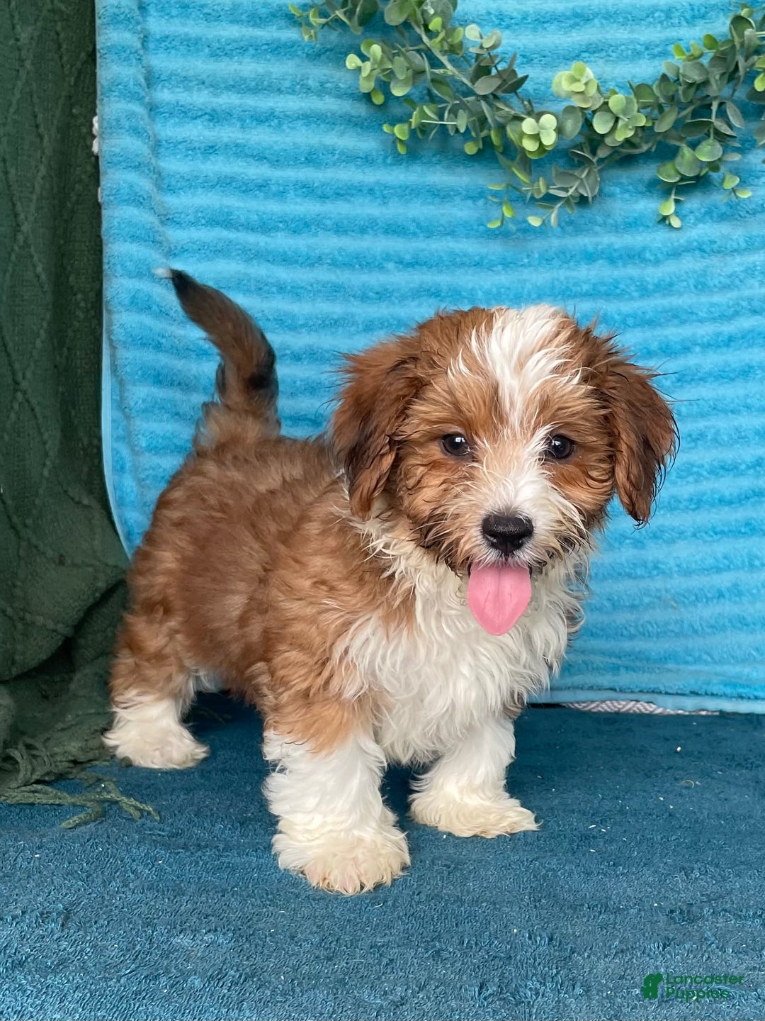 Havanese dogs for sale: Blake - Image 9