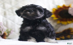 Miniature Schnauzer dogs for sale: Summer - Image 2