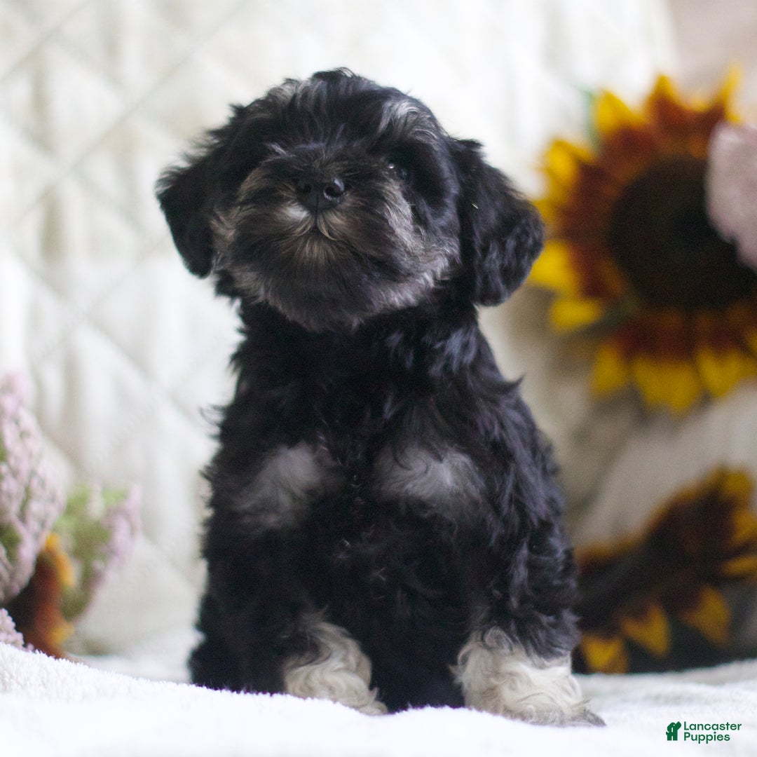Miniature Schnauzer dogs for sale: Summer - Image 2