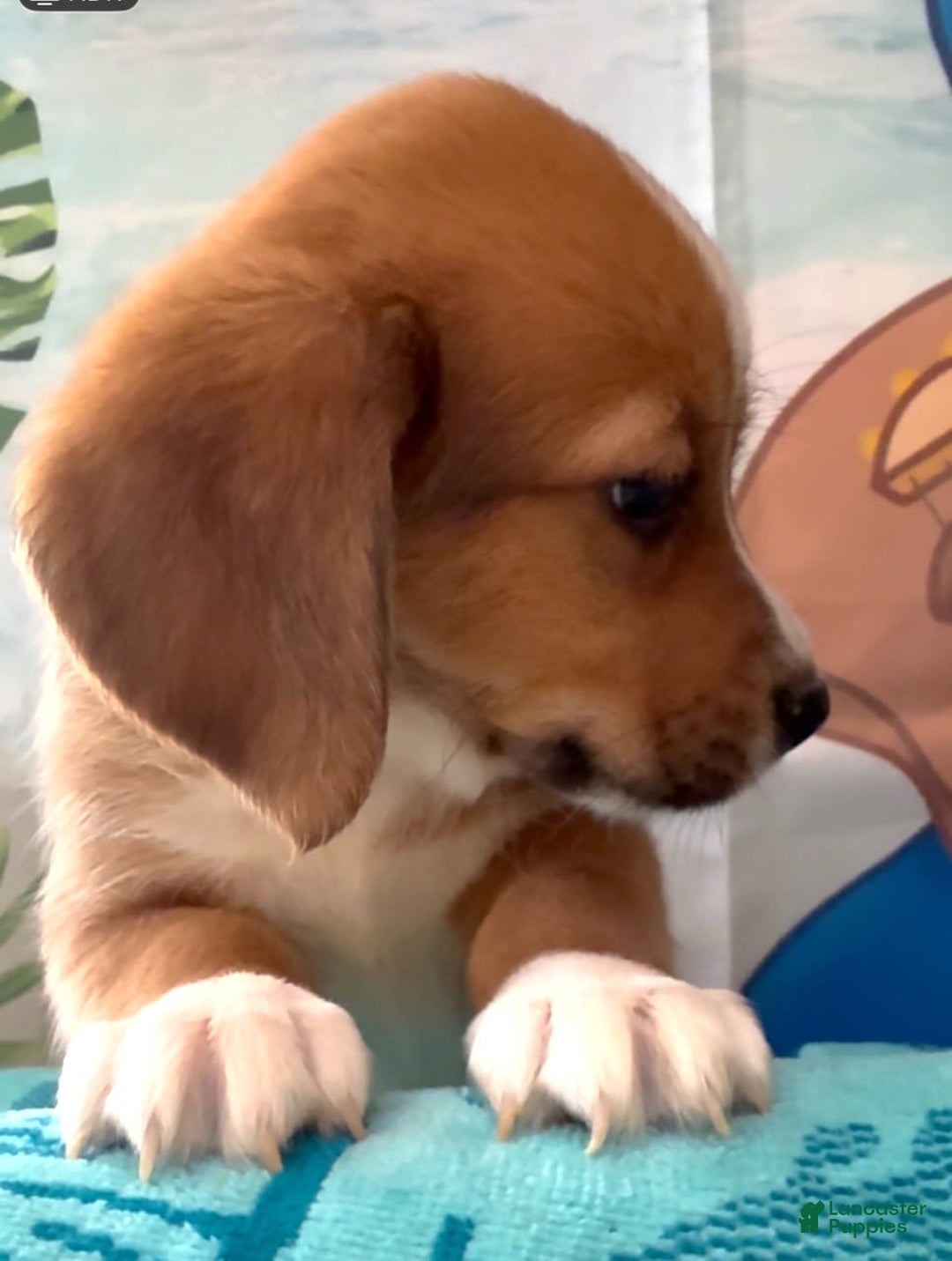 Beagle dogs for sale: Bassetdoodles - Image 5