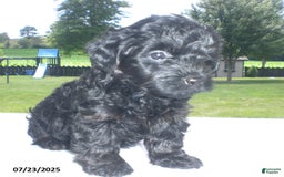 Yorkiepoo dogs for sale: Mack - Image 23
