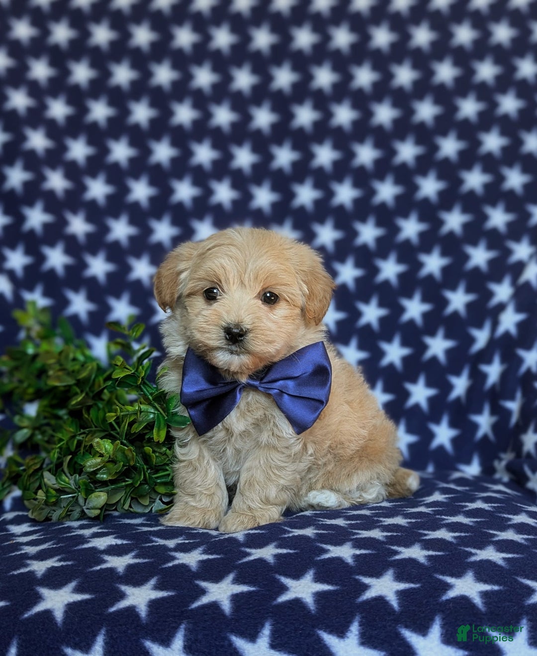 Maltipoo dogs for sale: Sully - Image 10
