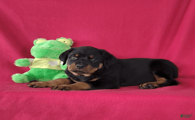 Rottweiler dogs - Advert 36