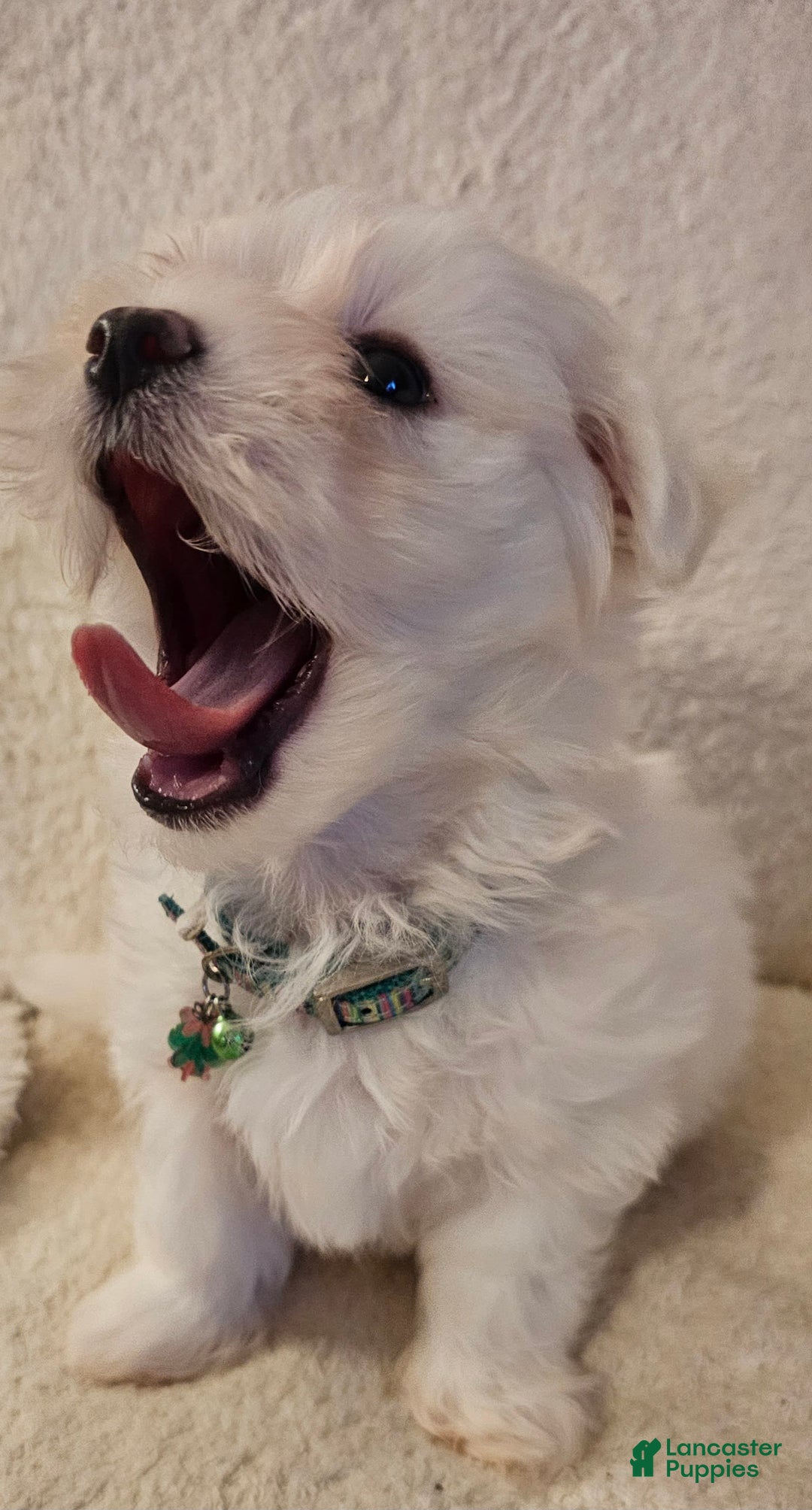 Maltese dogs for sale: Casper - Image 4