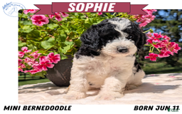 Mini Bernedoodle dogs for sale: Sophie - Image 9