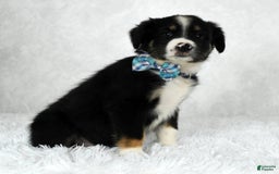 Miniature Australian Shepherd dogs for sale: Wyatt - Image 1