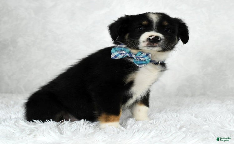 Miniature Australian Shepherd dogs for sale - Ad 3