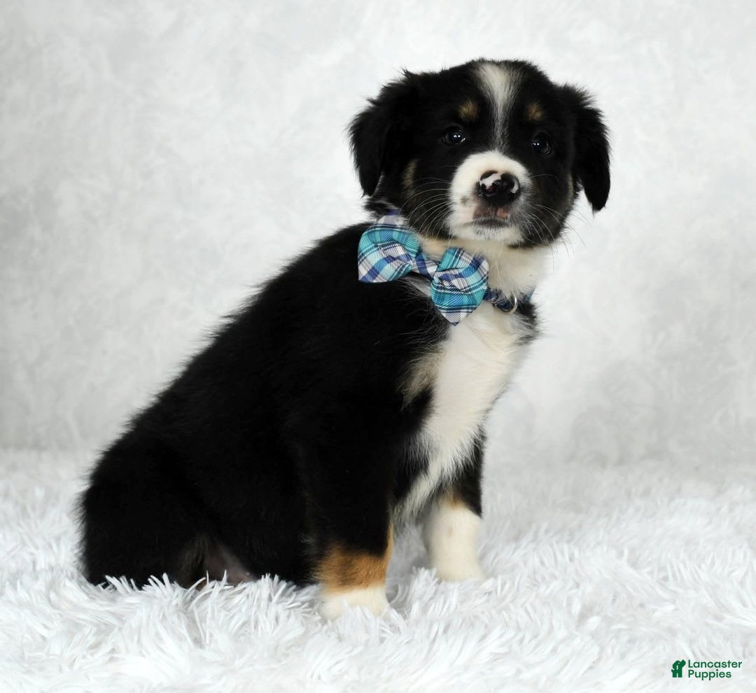 Miniature Australian Shepherd dogs for sale: Wyatt - Image 1