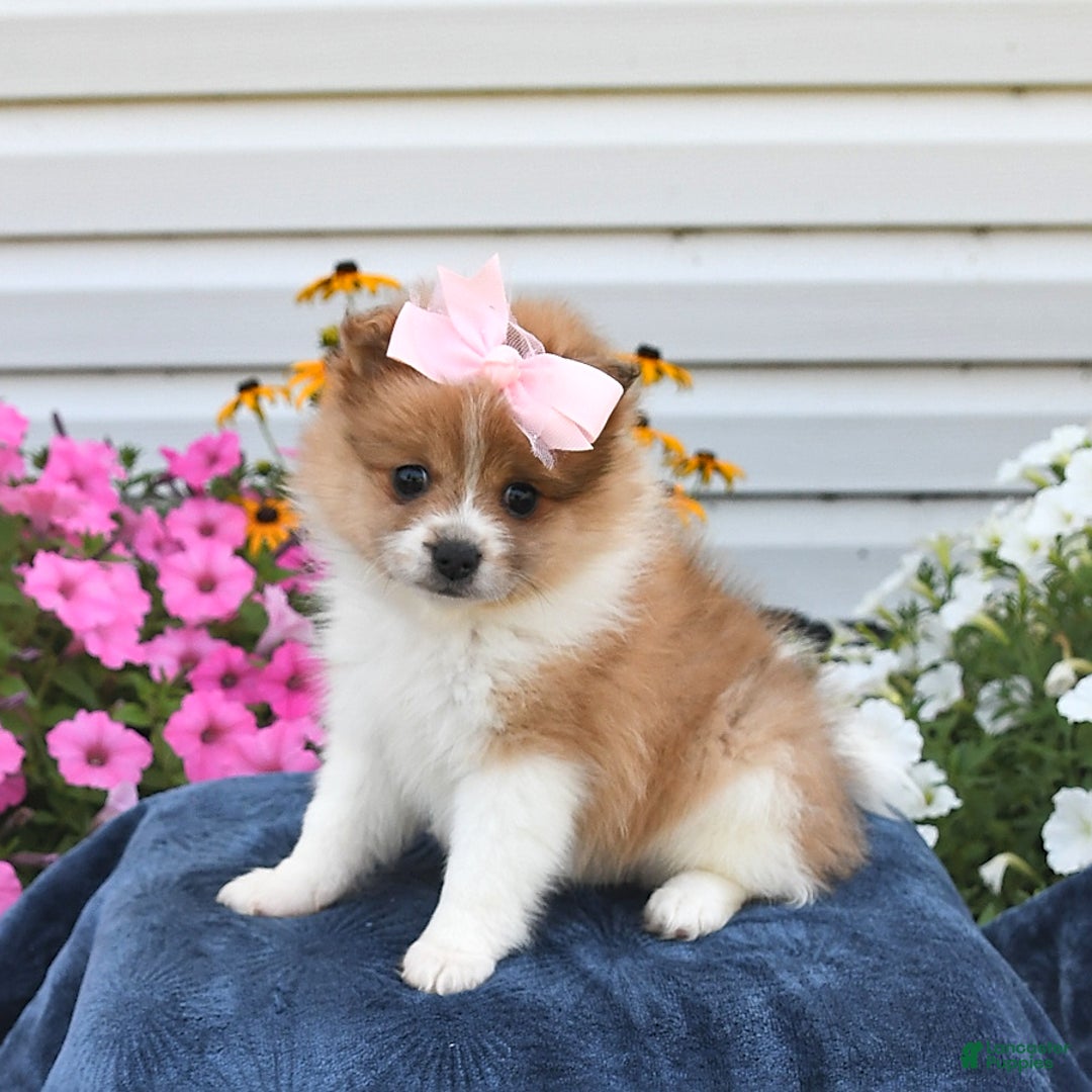 Pomeranian dogs for sale: Tammy - Image 2