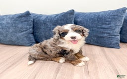 Mini Bernedoodle dogs for sale: Ollie - Image 6