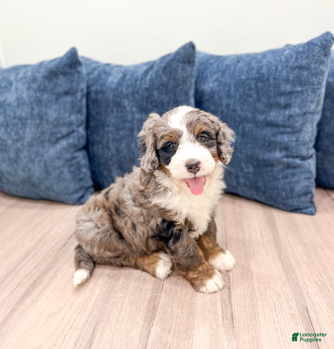Mini Bernedoodle dogs for sale: Ollie - Image 6