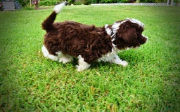 Havapoo dogs for sale: Dash - Image 15
