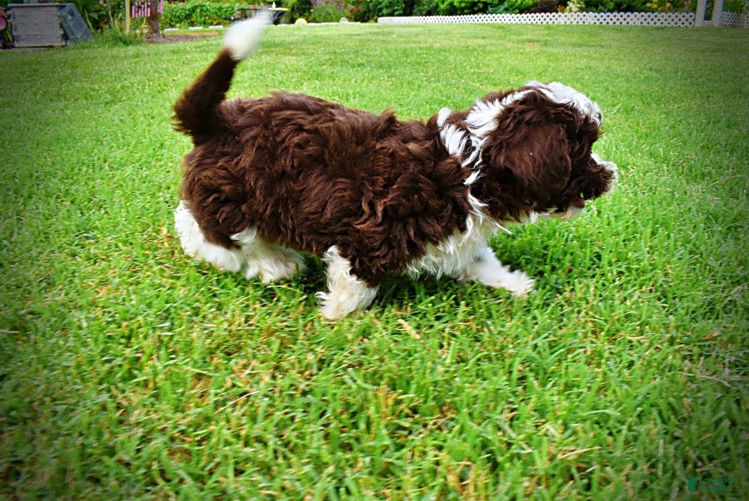 Havapoo dogs for sale: Dash - Image 15