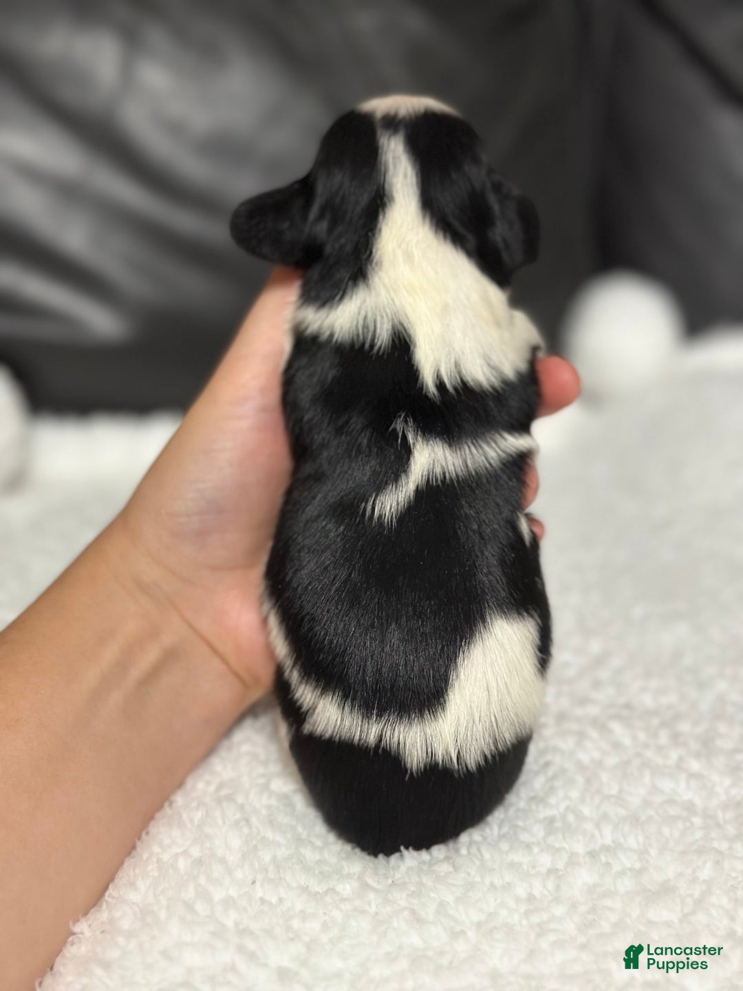 Cavalier King Charles Spaniel dogs for sale: Harlen - Image 13